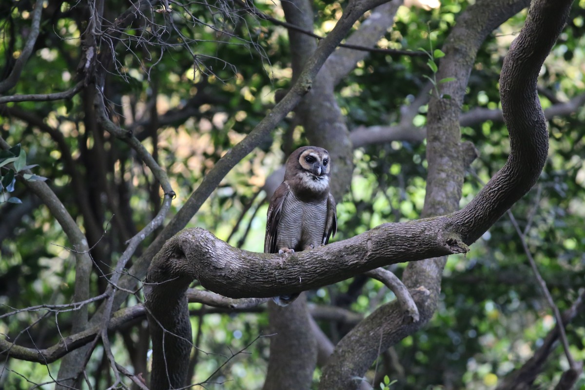 Brown Wood-Owl - ML620215181
