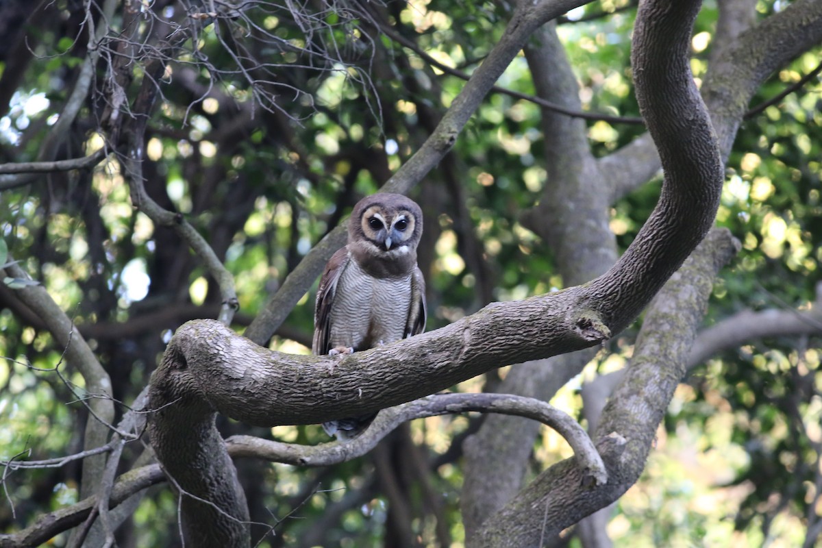 Brown Wood-Owl - ML620215182