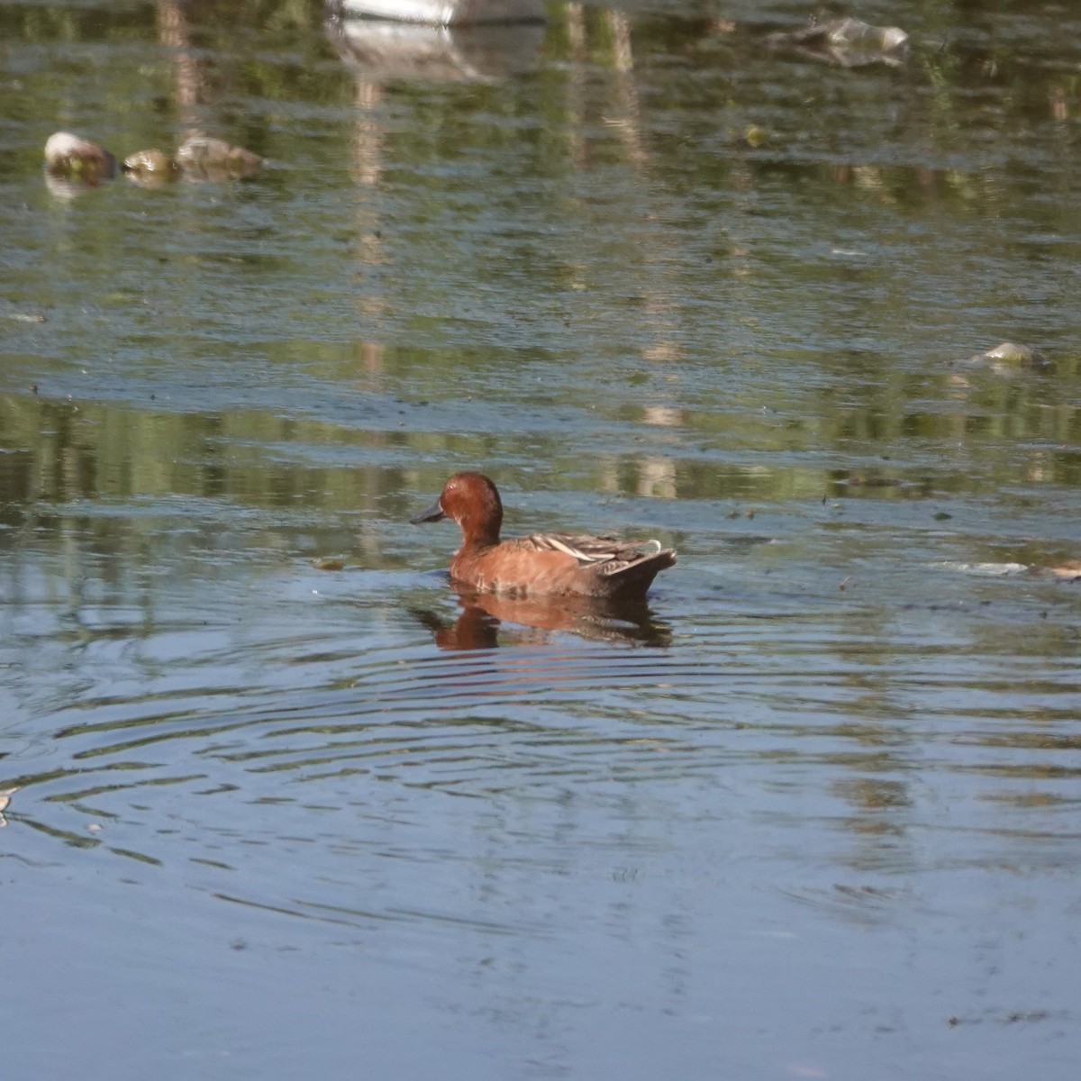 Cinnamon Teal - ML620215200