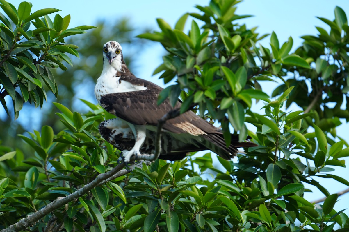 Águila Pescadora - ML620215201