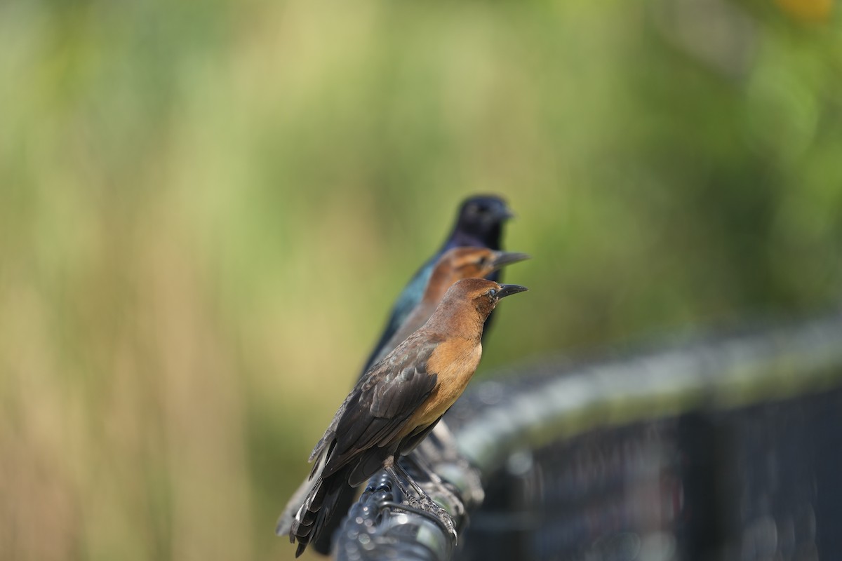 Boat-tailed Grackle - ML620215214