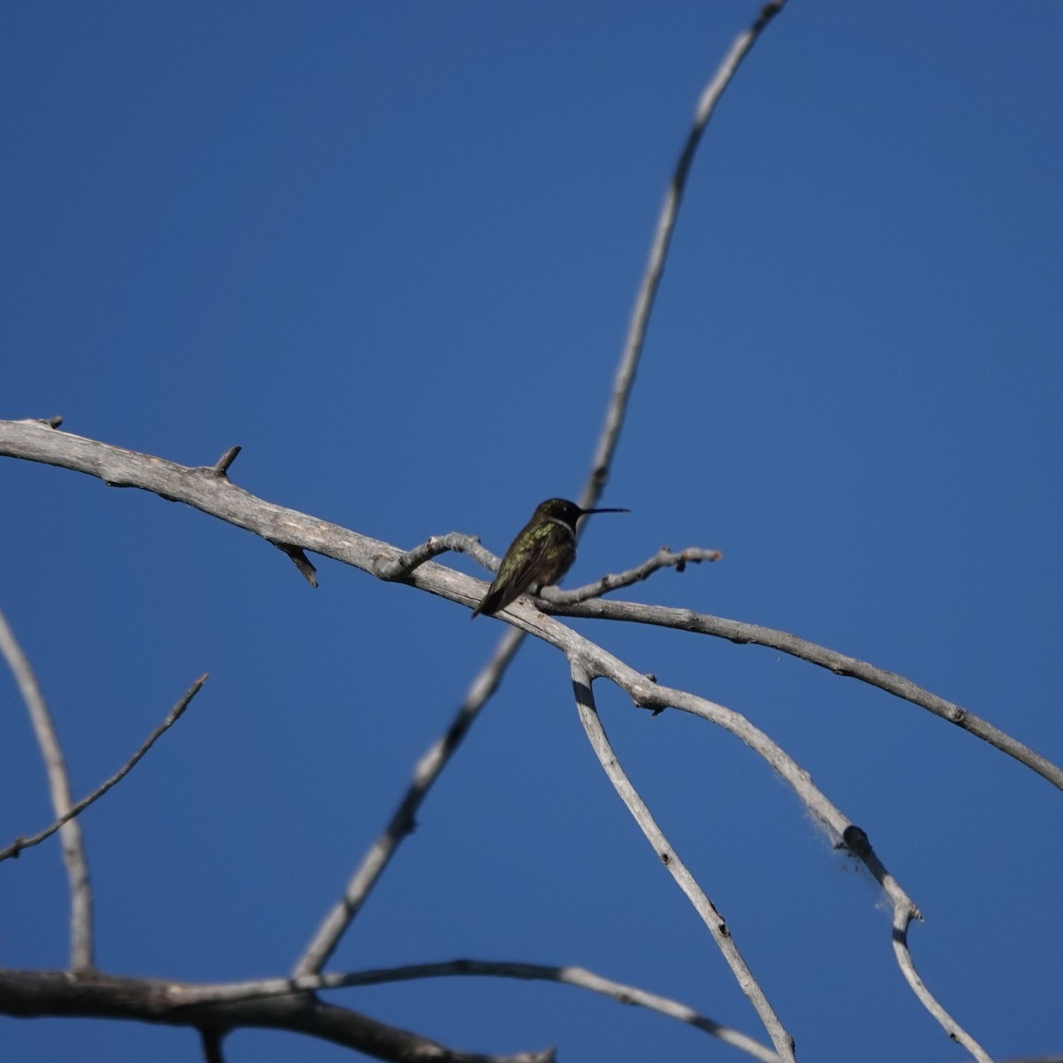 Kara Boğazlı Kolibri - ML620215218