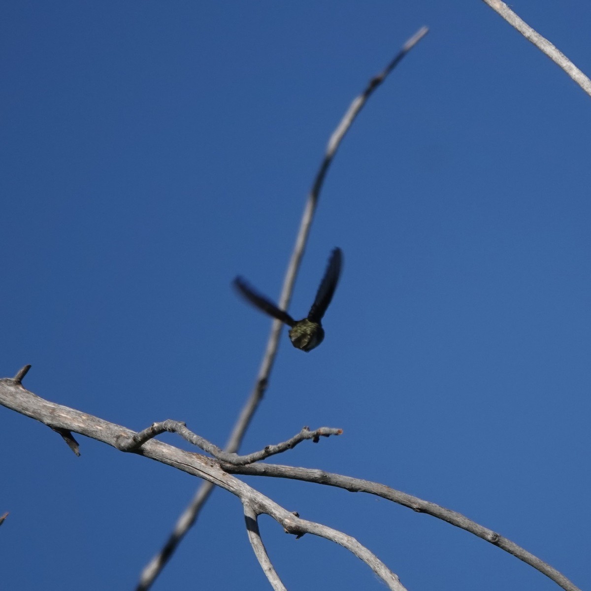 Colibri à gorge noire - ML620215219