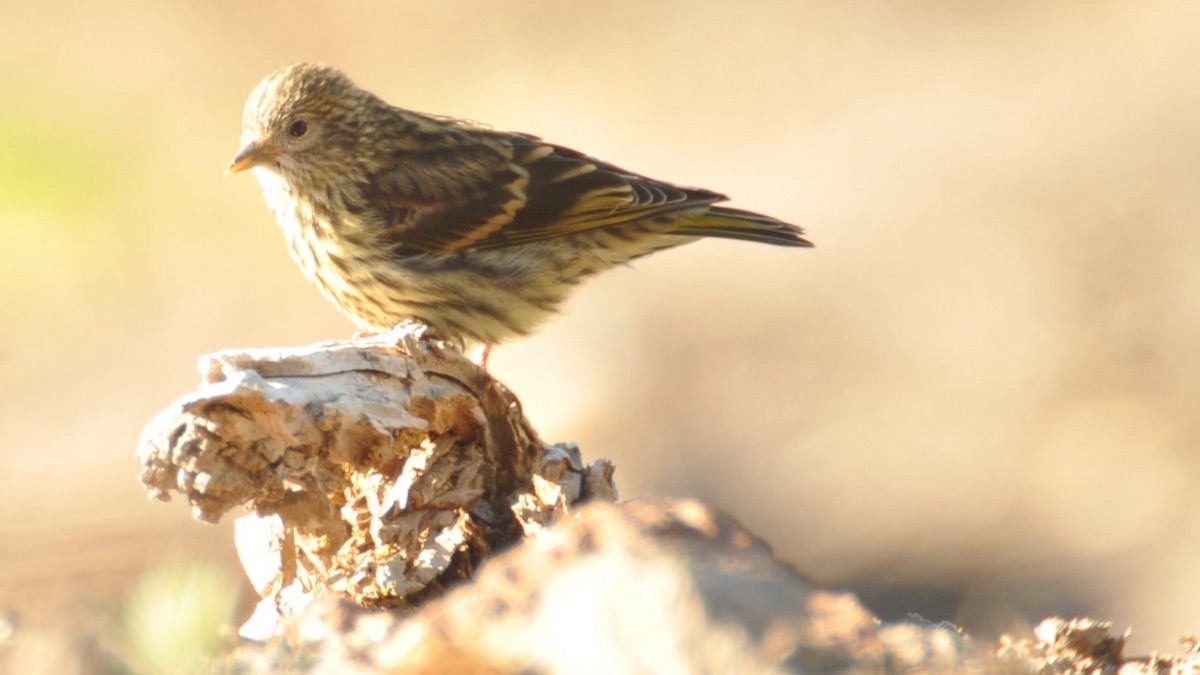 Pine Siskin - ML620215228