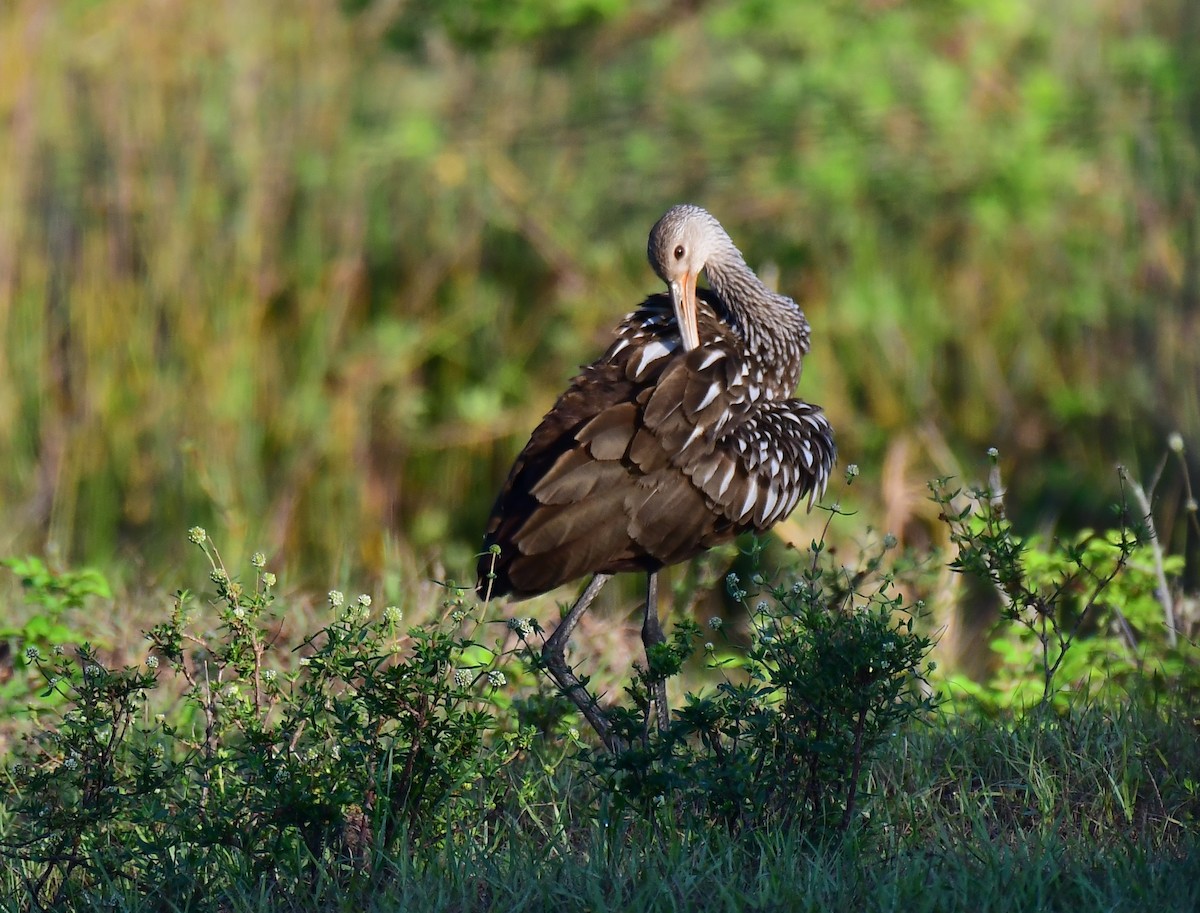 Limpkin - ML620215230