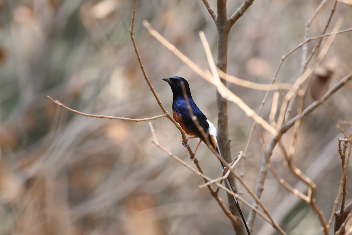 White-rumped Shama - ML620215233