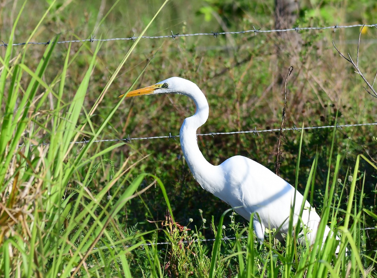 Great Egret - ML620215236