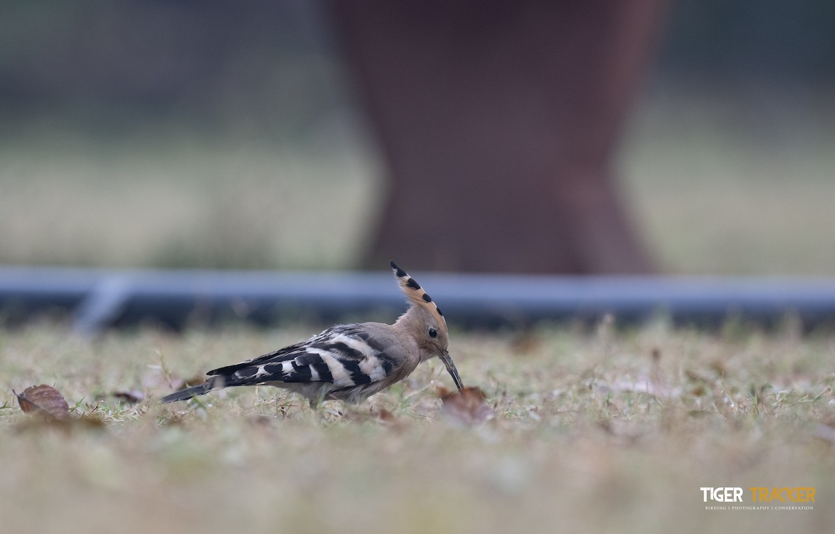 Eurasian Hoopoe - ML620215241