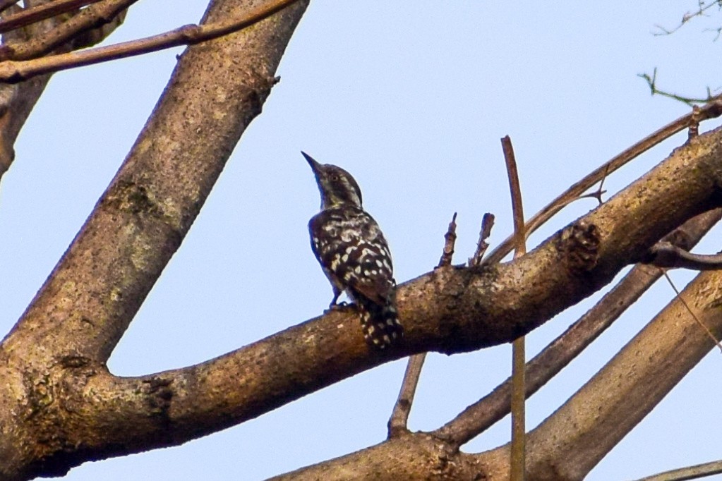 Brown-capped Pygmy Woodpecker - ML620215249