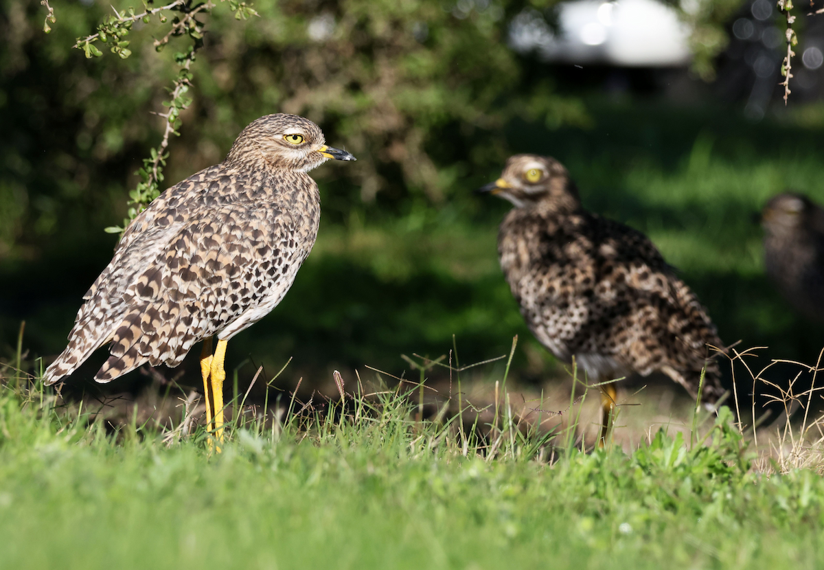 Spotted Thick-knee - ML620215251