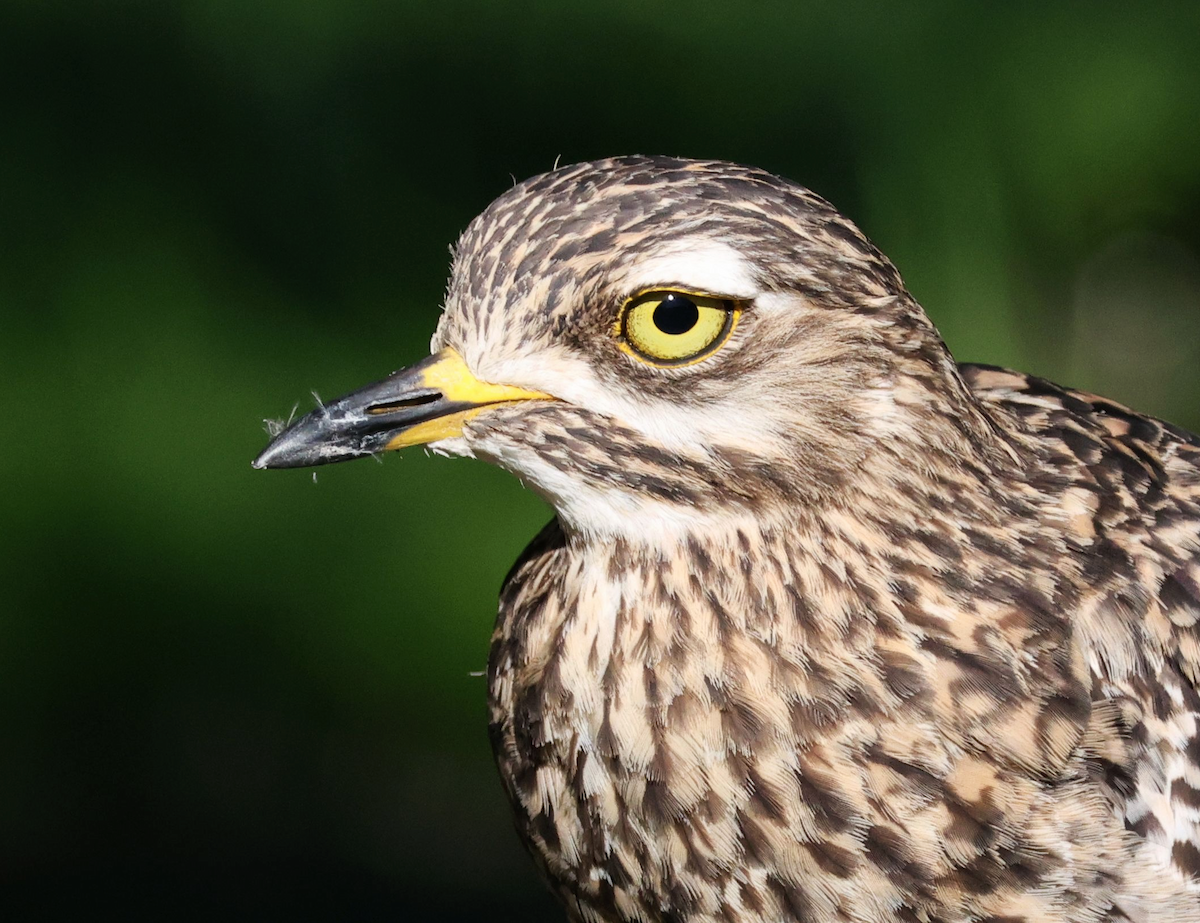 Spotted Thick-knee - ML620215252