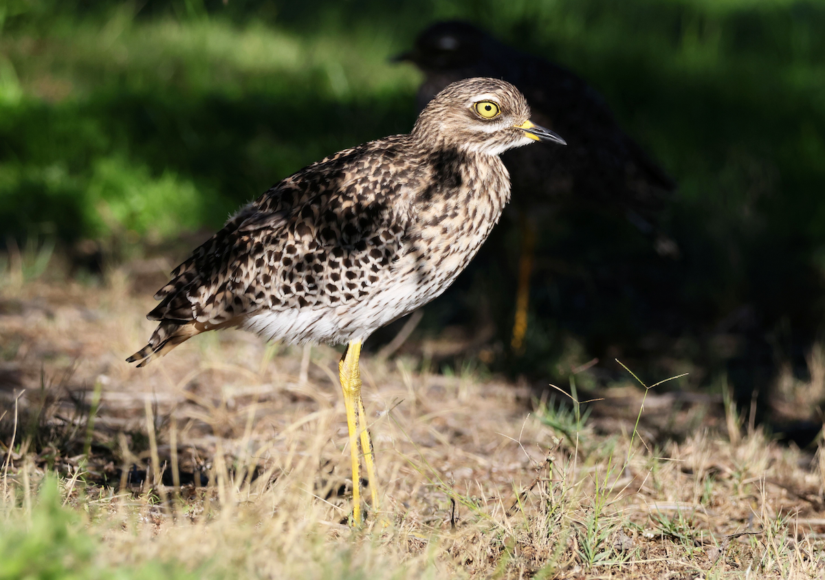 Spotted Thick-knee - ML620215256