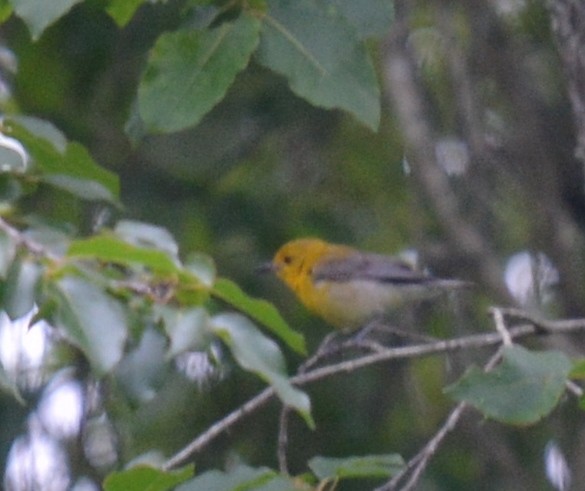 Prothonotary Warbler - ML620215258