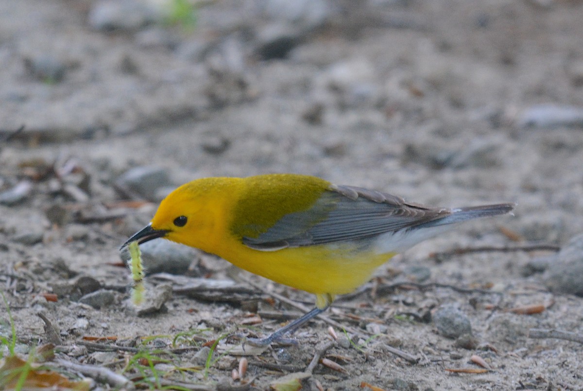 Prothonotary Warbler - ML620215259