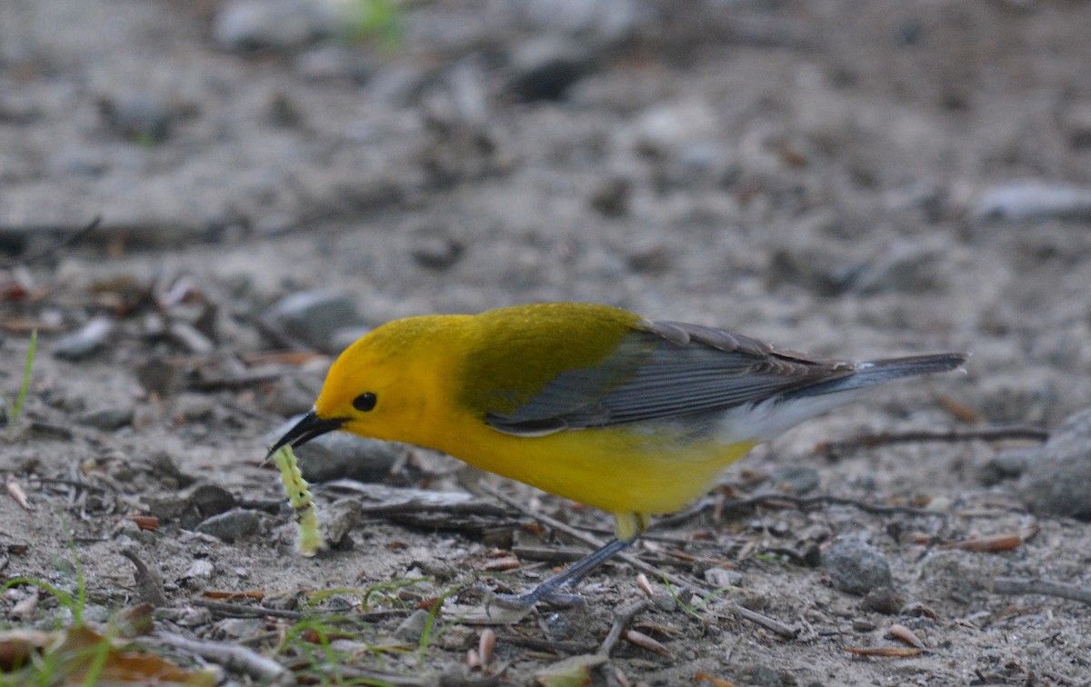 Prothonotary Warbler - ML620215260