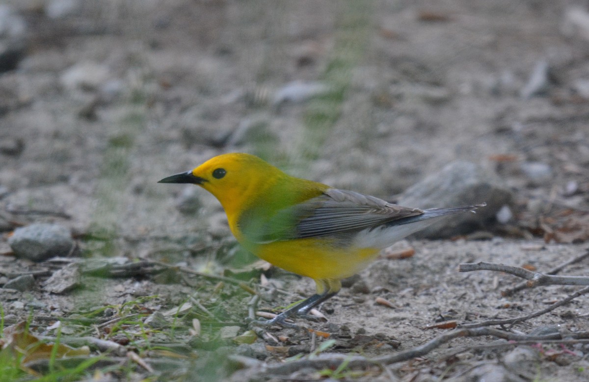 Prothonotary Warbler - ML620215261