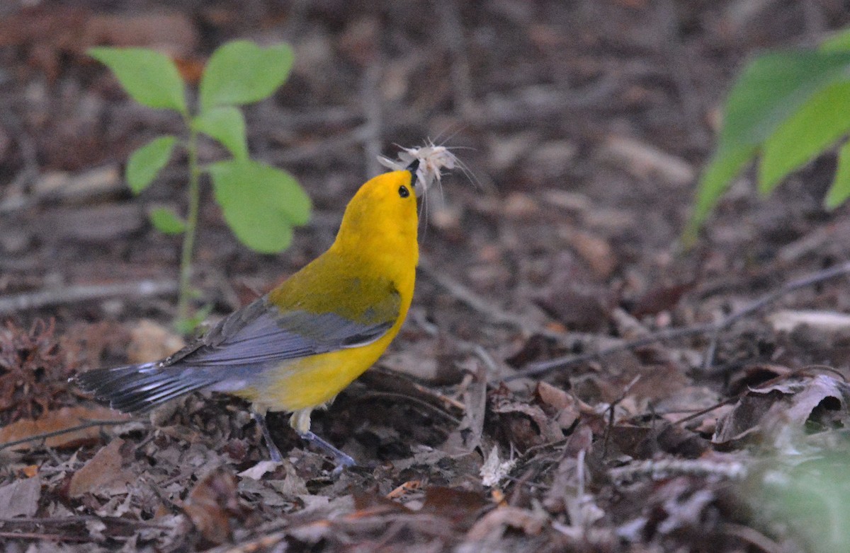 Prothonotary Warbler - ML620215262