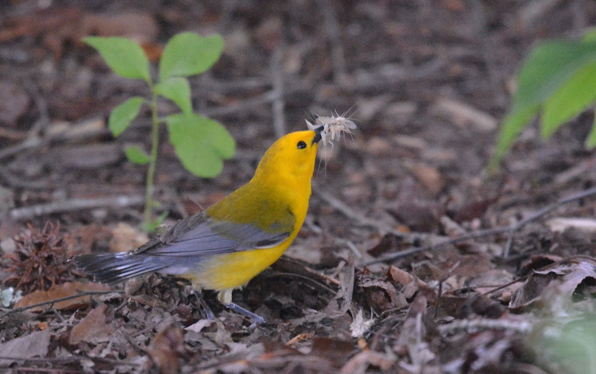 Prothonotary Warbler - ML620215263