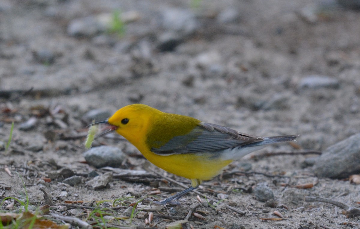 Prothonotary Warbler - ML620215264