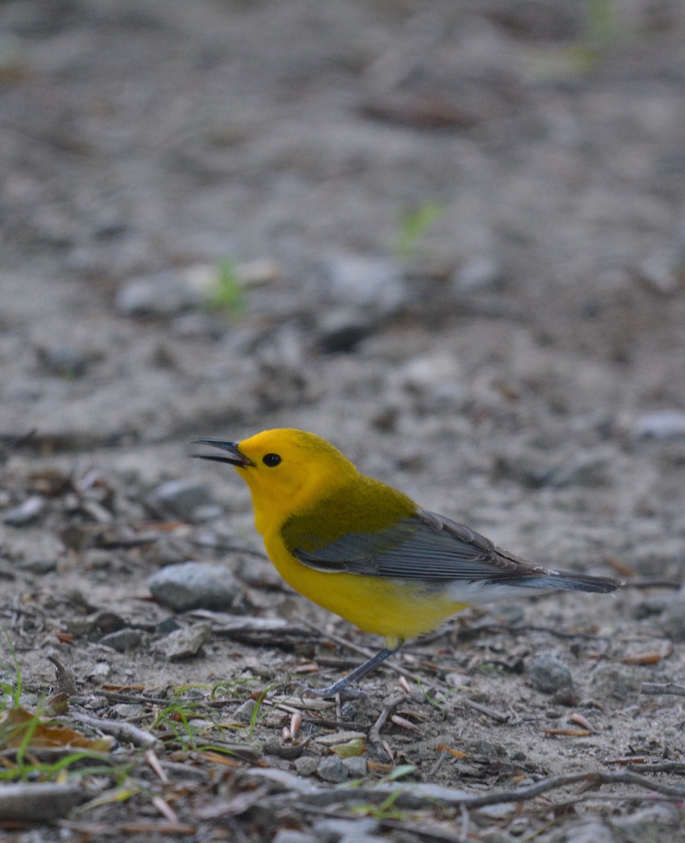 Prothonotary Warbler - ML620215265