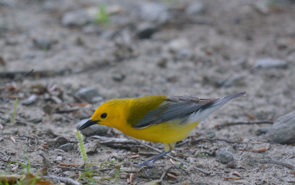 Prothonotary Warbler - Jay Wherley
