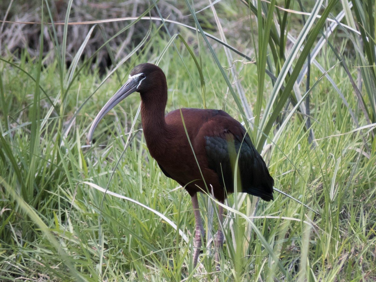 Glossy Ibis - ML620215267