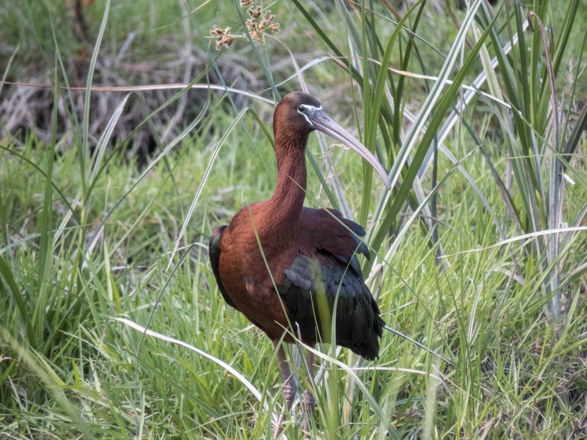 ibis hnědý - ML620215269