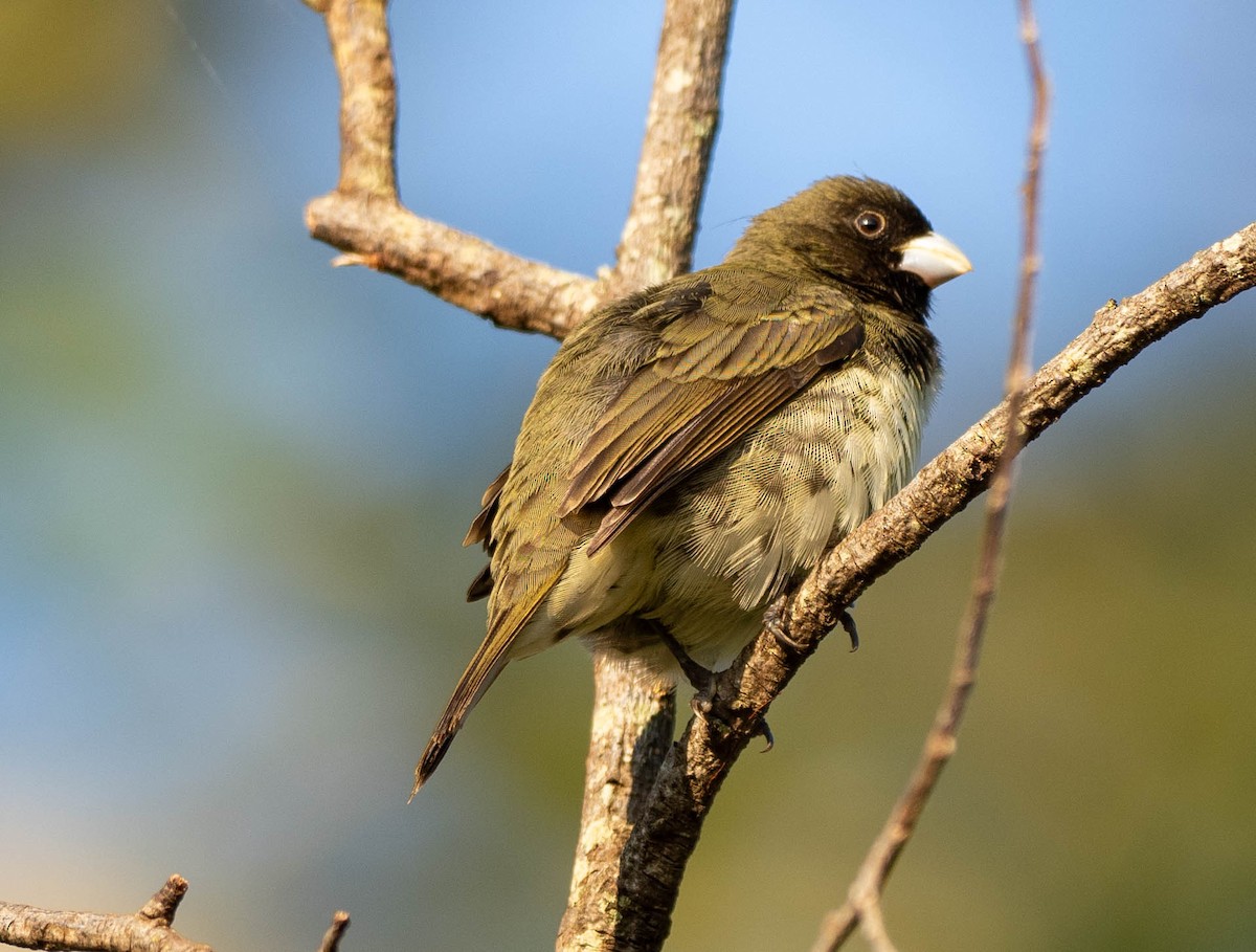 Yellow-bellied Seedeater - ML620215273