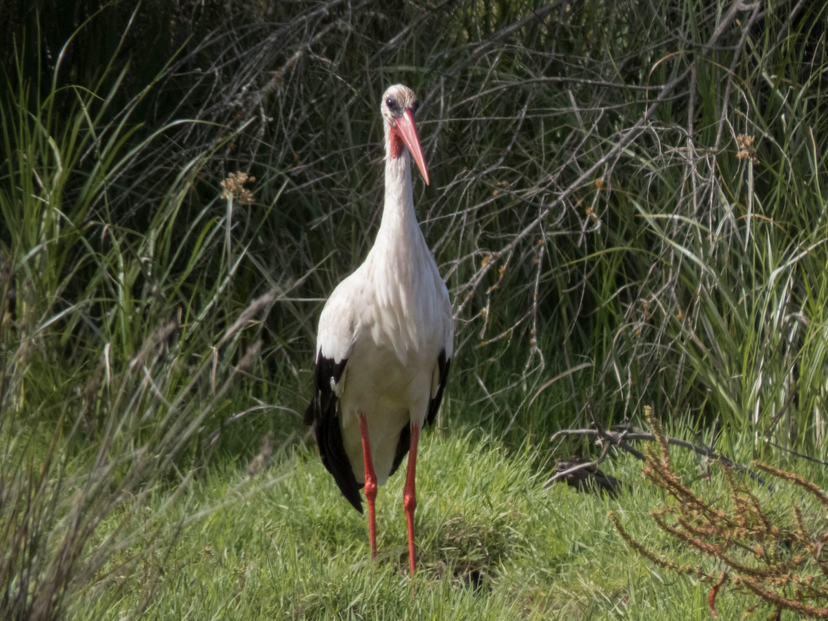 White Stork - ML620215274
