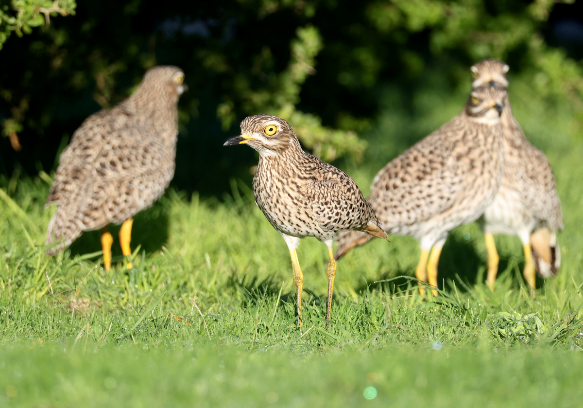 Spotted Thick-knee - ML620215276