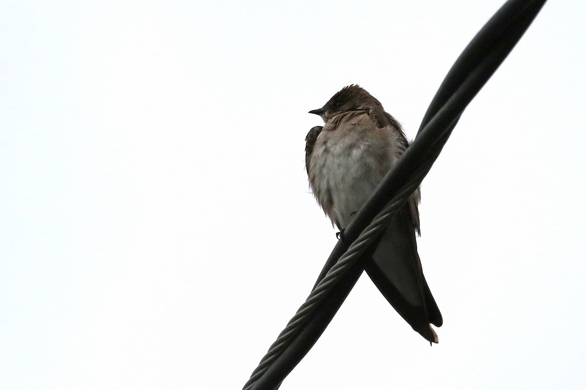 Northern Rough-winged Swallow - ML620215279