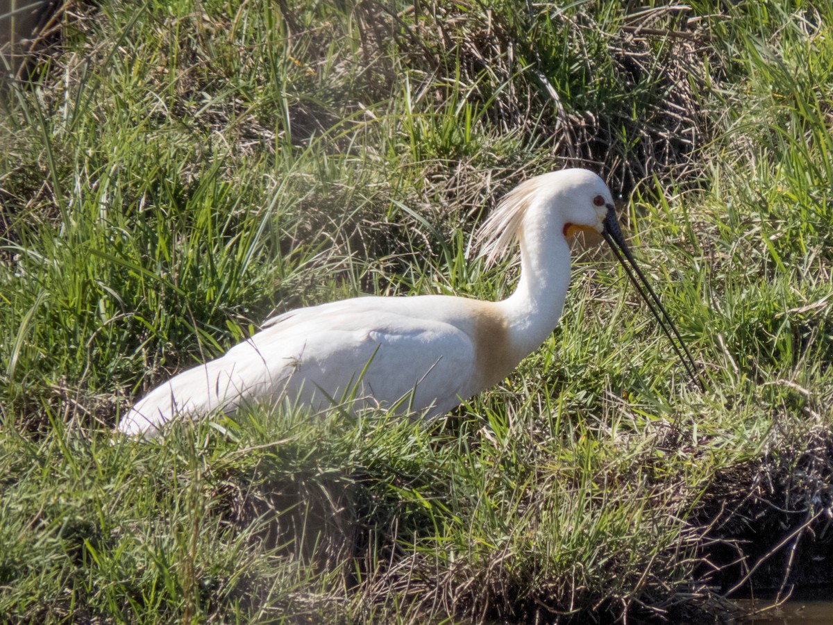 Eurasian Spoonbill - ML620215281