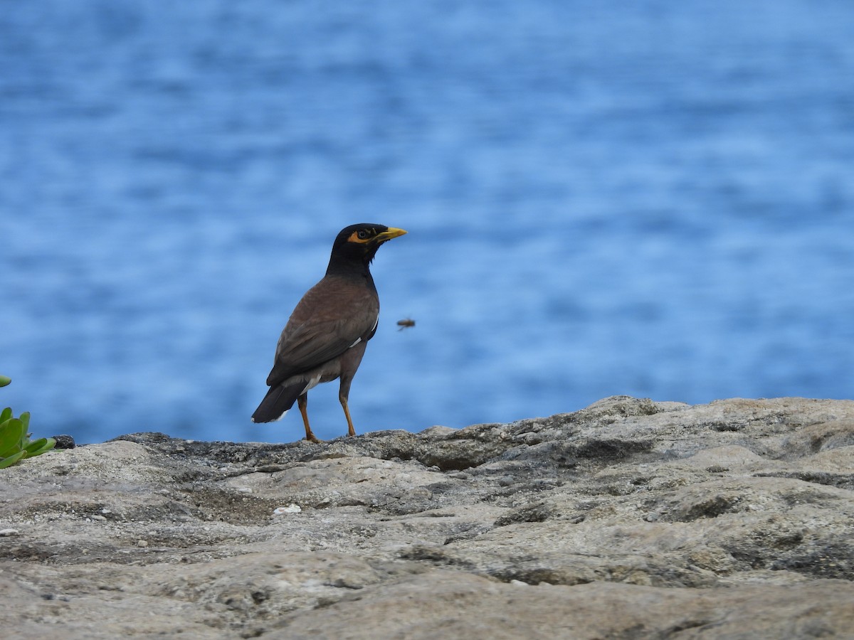 Common Myna - ML620215323