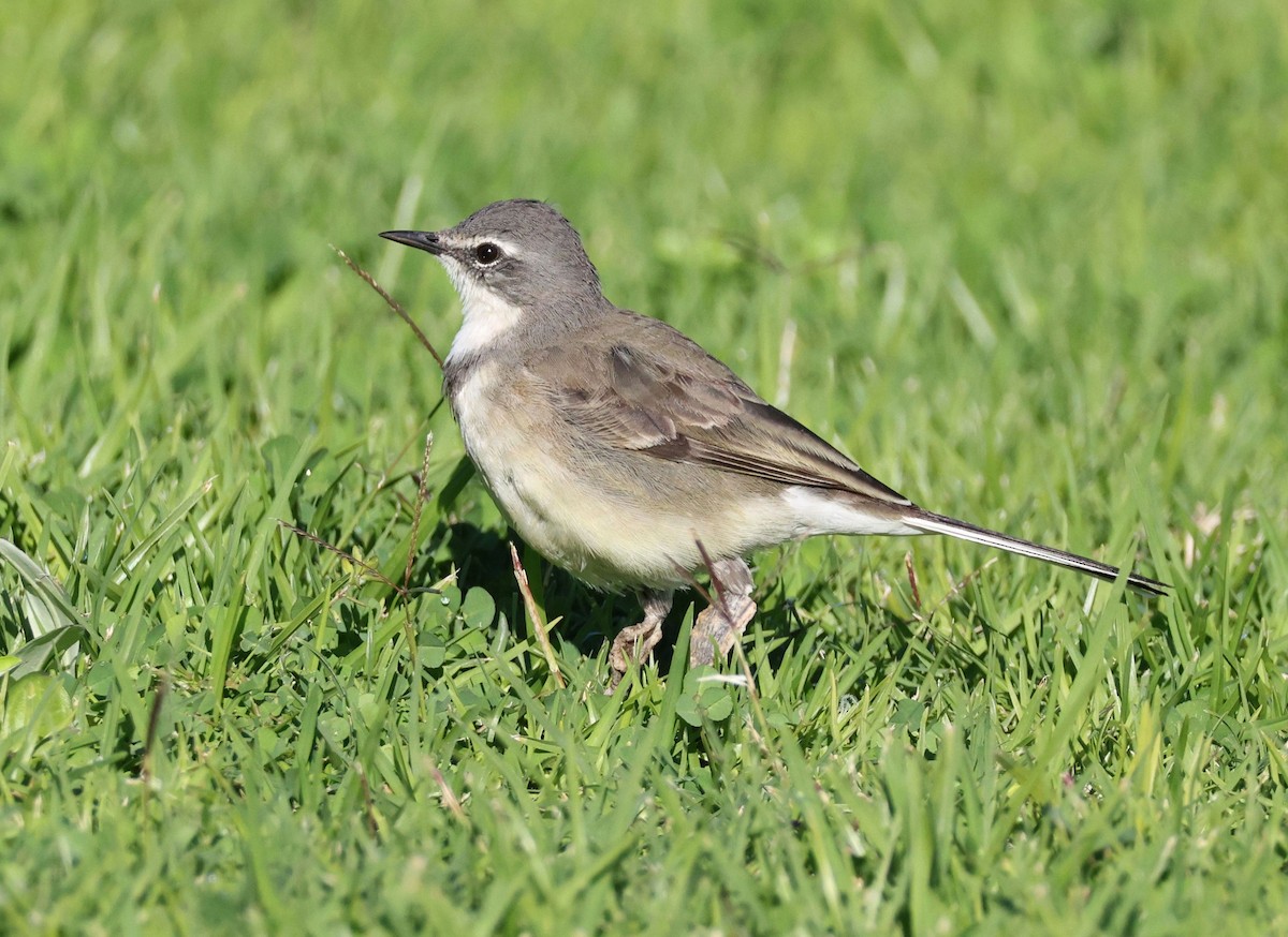 Cape Wagtail - ML620215327