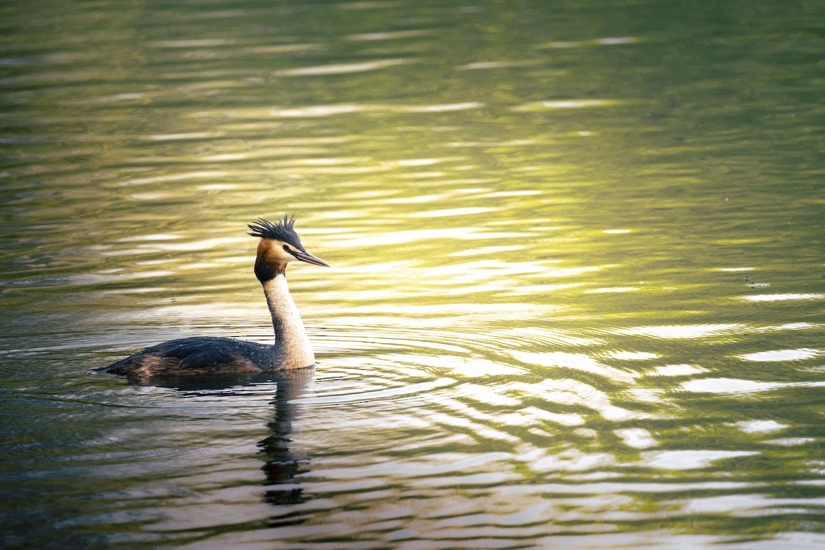 Great Crested Grebe - ML620215331