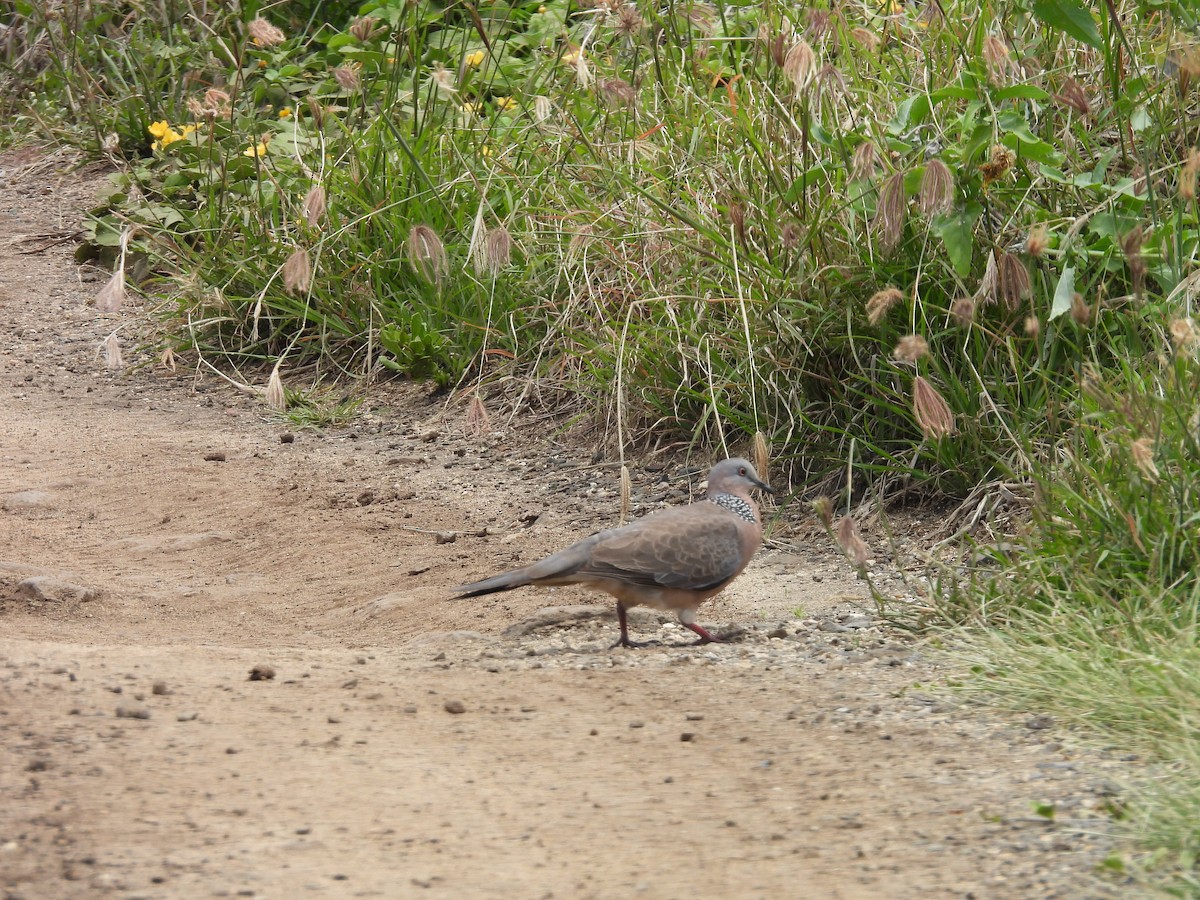 Spotted Dove - ML620215335