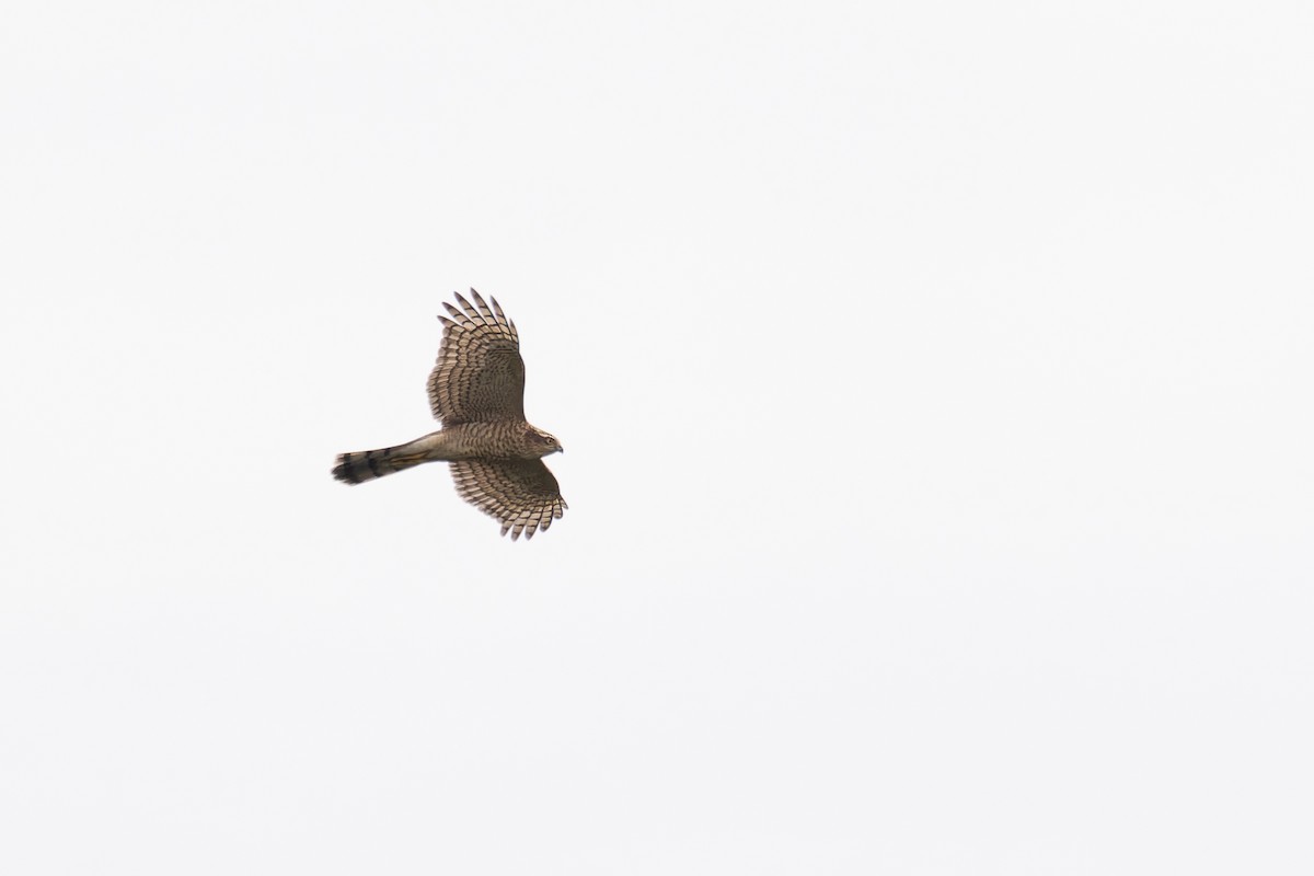 Eurasian Sparrowhawk - ML620215346