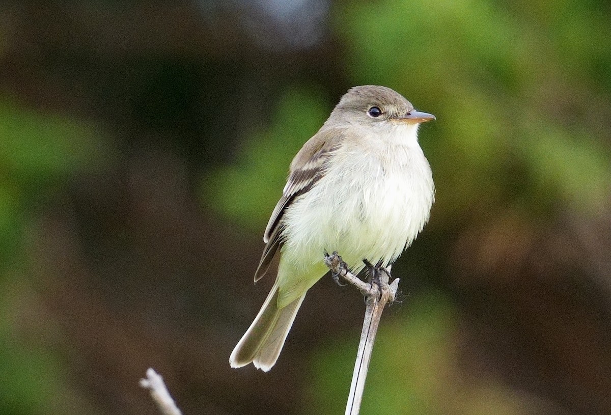 Willow Flycatcher - ML620215347