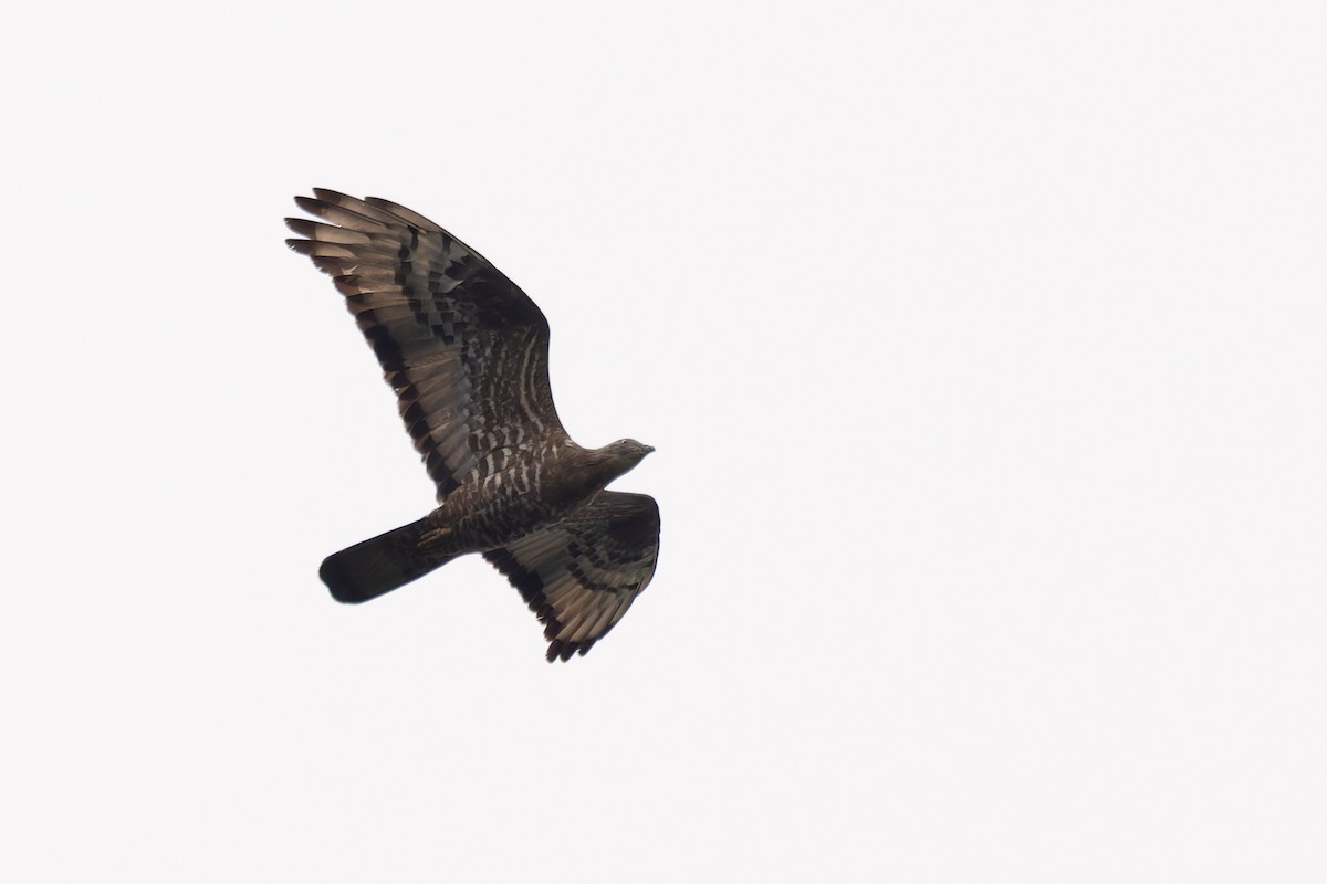 European Honey-buzzard - ML620215349