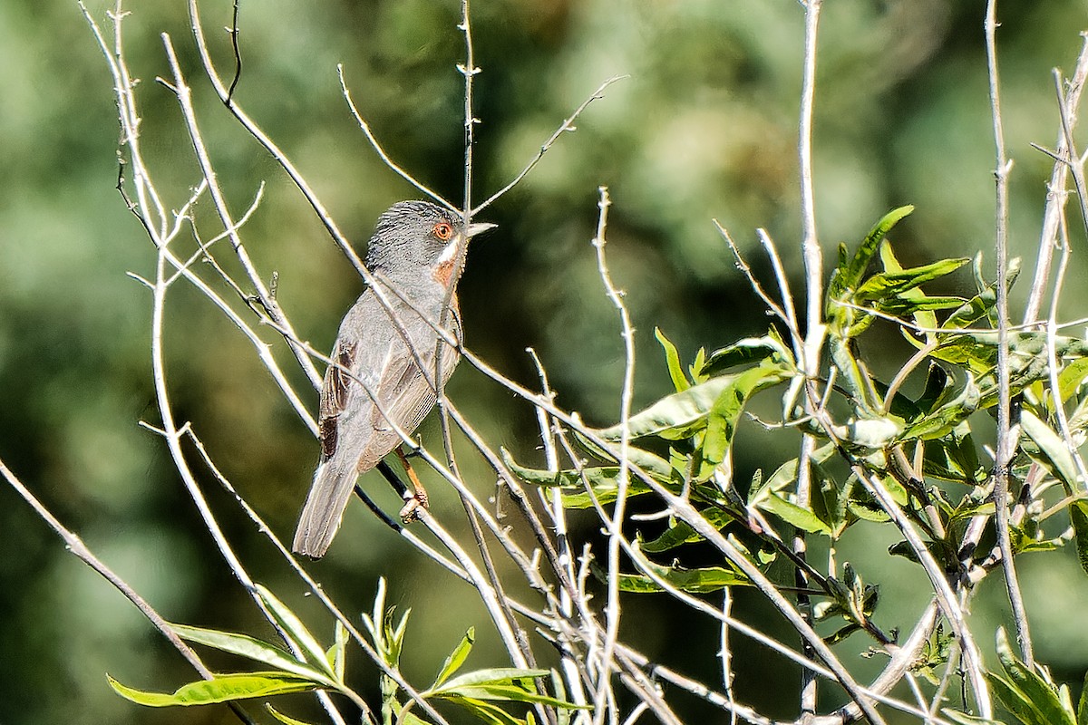 Eastern Subalpine Warbler - ML620215356