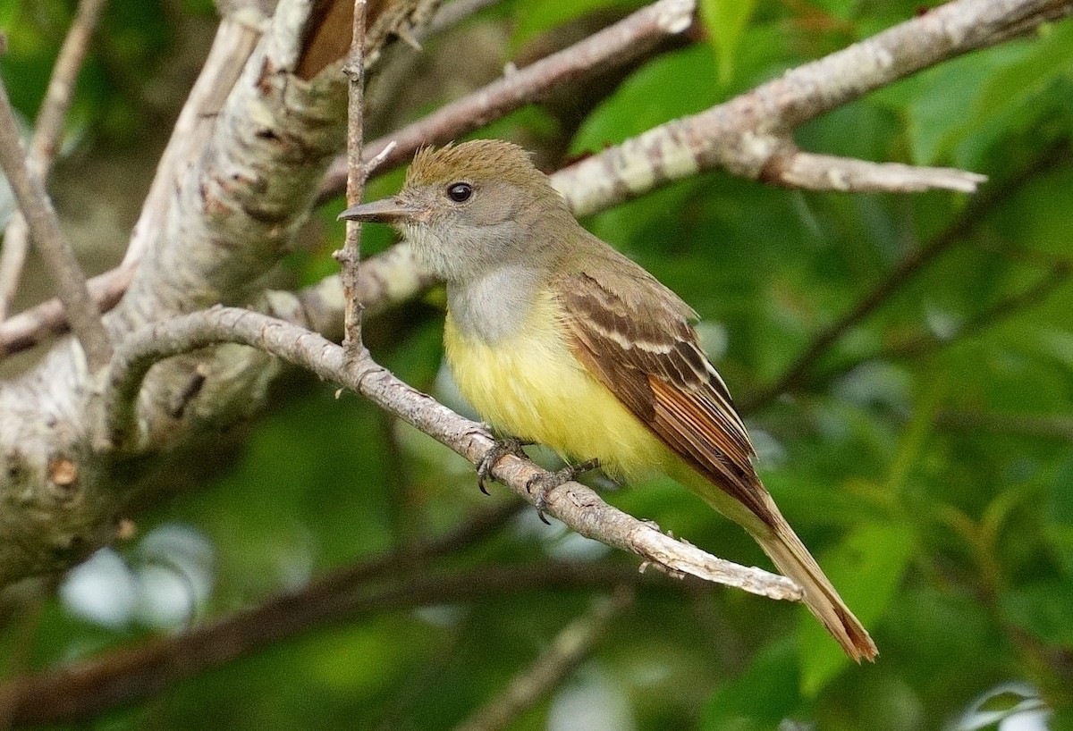 Great Crested Flycatcher - ML620215357