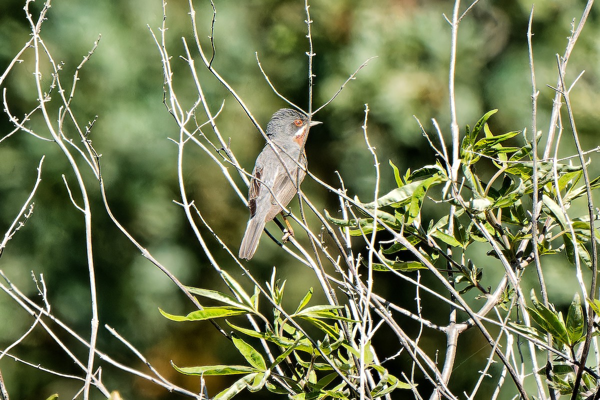 Eastern Subalpine Warbler - leon berthou