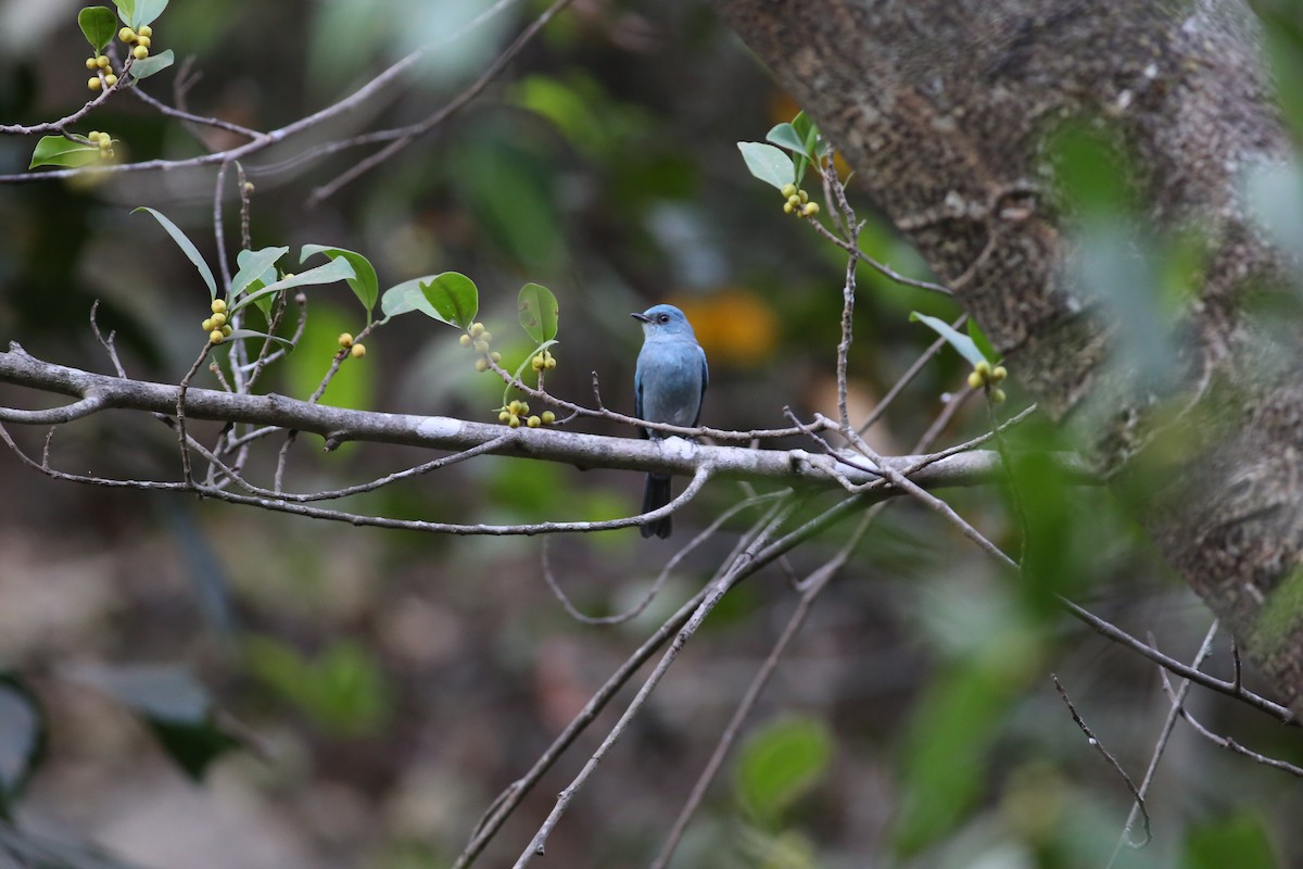 Verditer Flycatcher - ML620215362