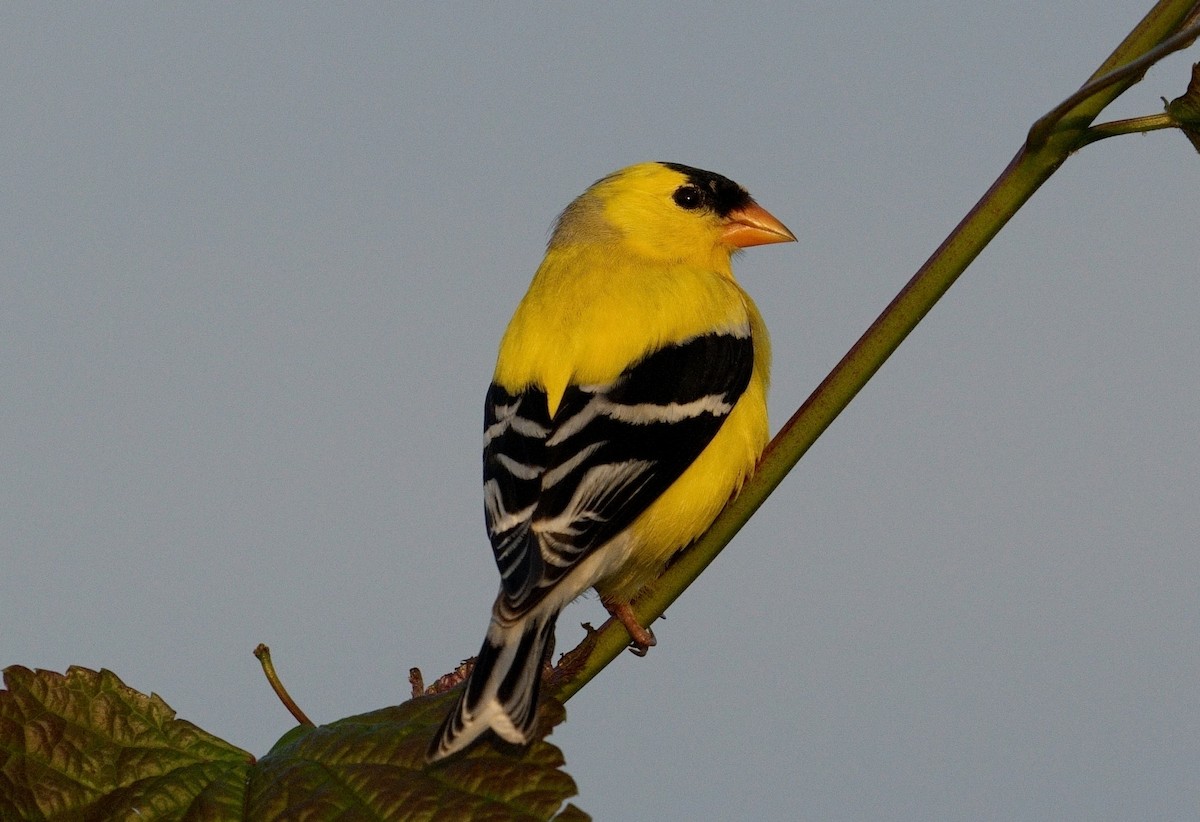 Chardonneret jaune - ML620215366