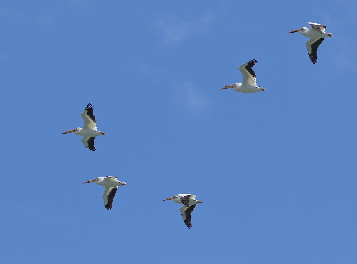 American White Pelican - ML620215370