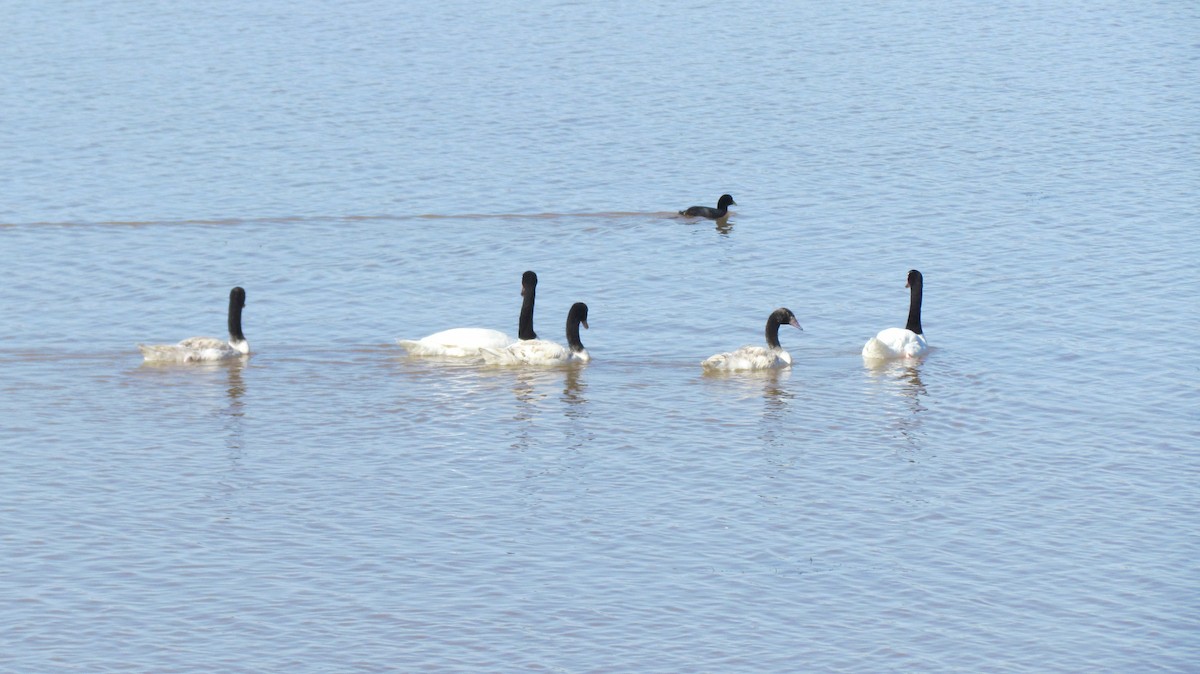 Black-necked Swan - ML620215372