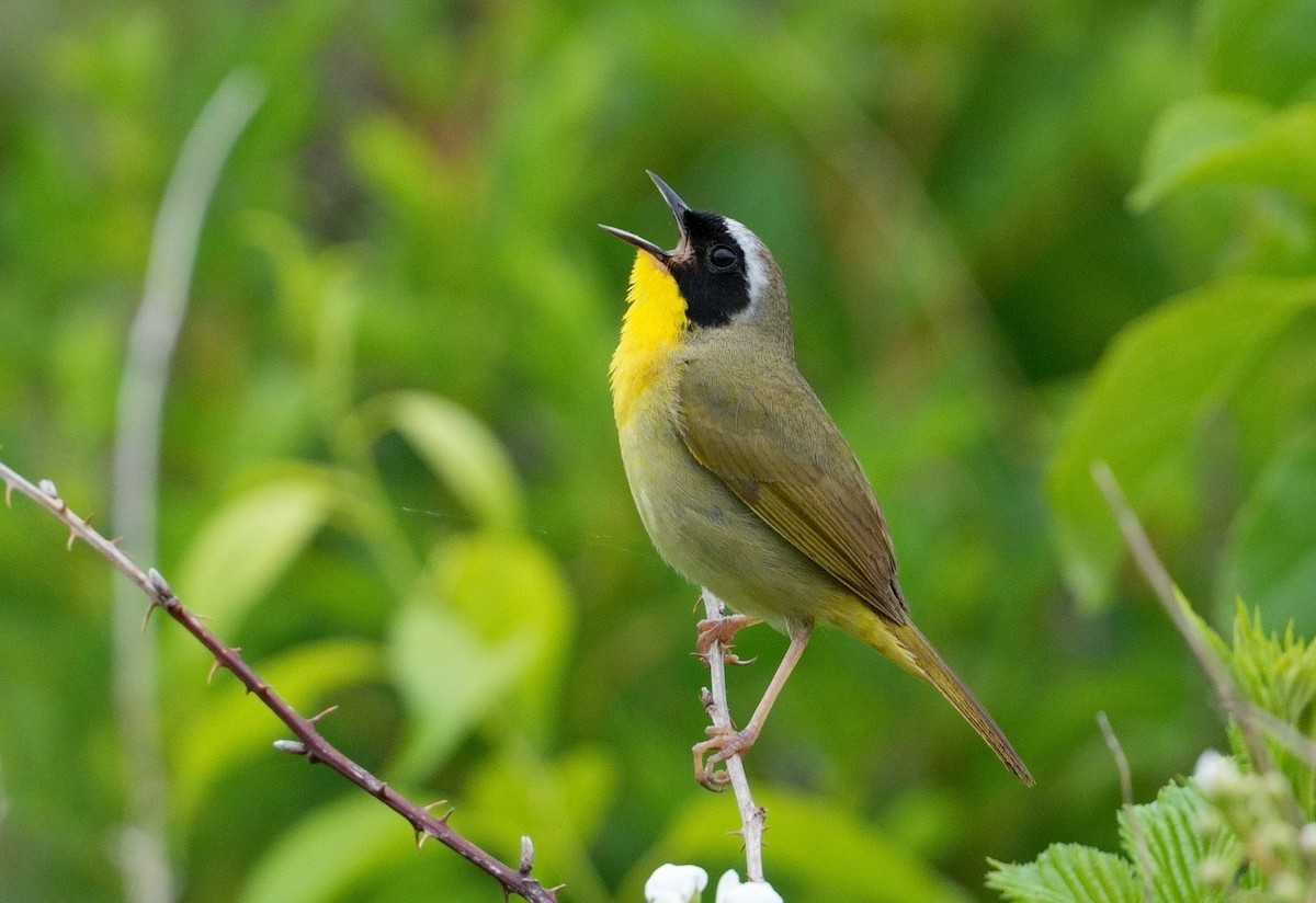 Common Yellowthroat - ML620215381