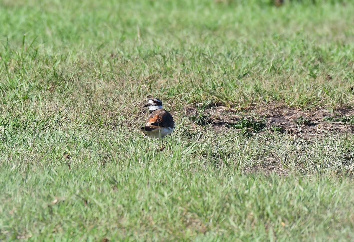 Killdeer - ML620215395