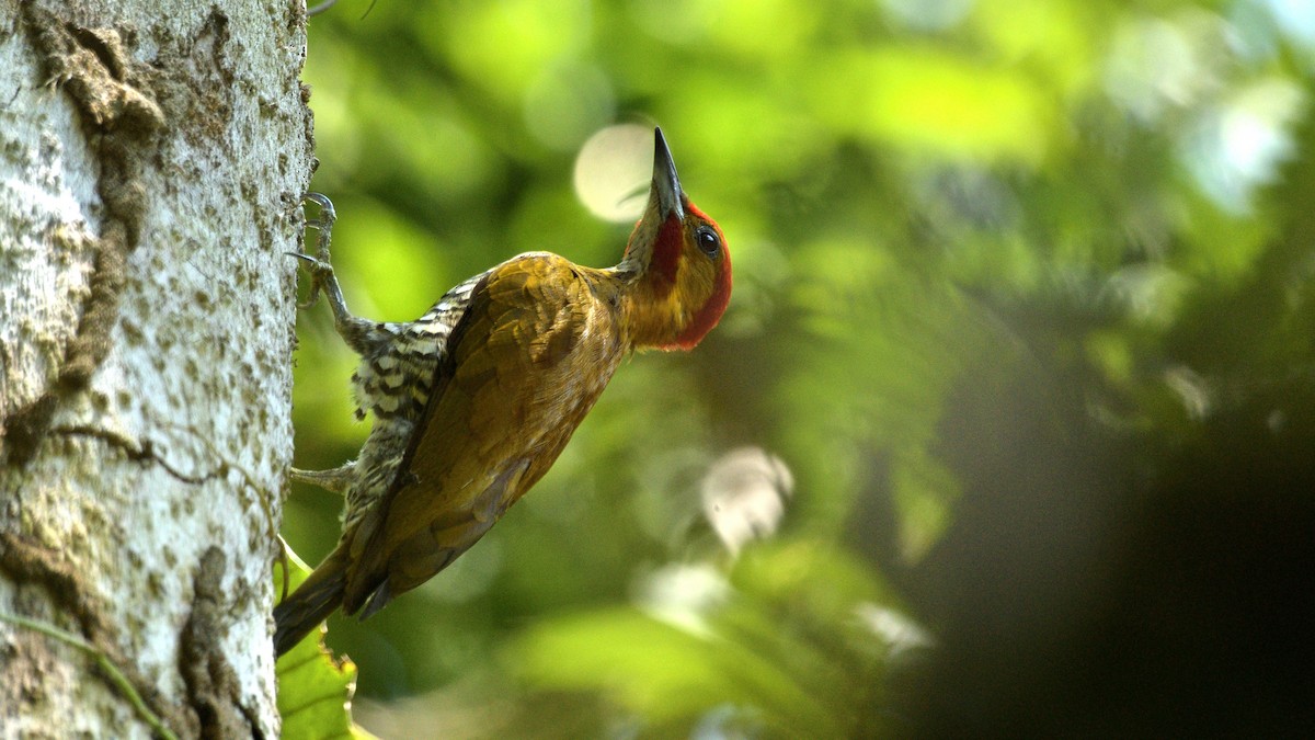 White-throated Woodpecker - ML620215409
