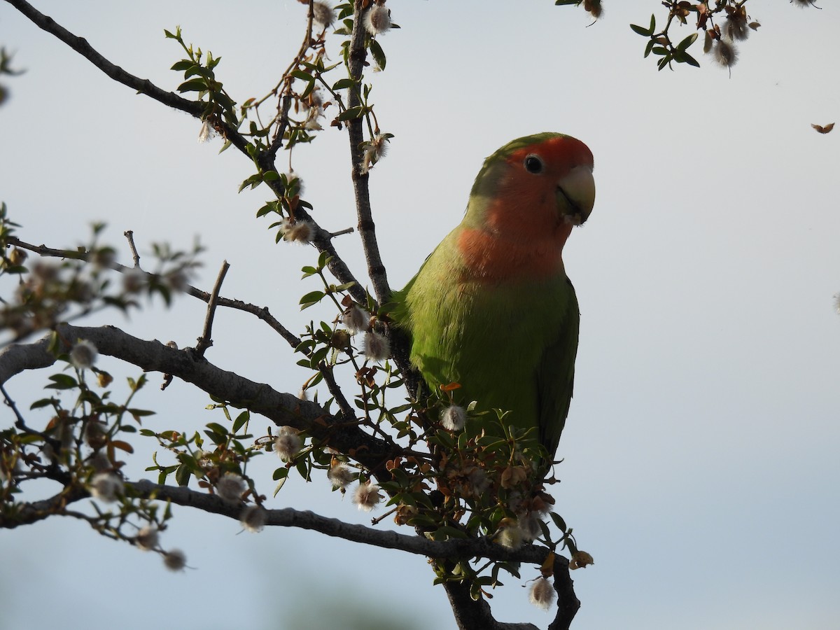 Rosy-faced Lovebird - ML620215413